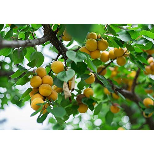 Cerez Pazari Dried Apricots Turkish Extra Jumbo Size 1.5 lbs in ...