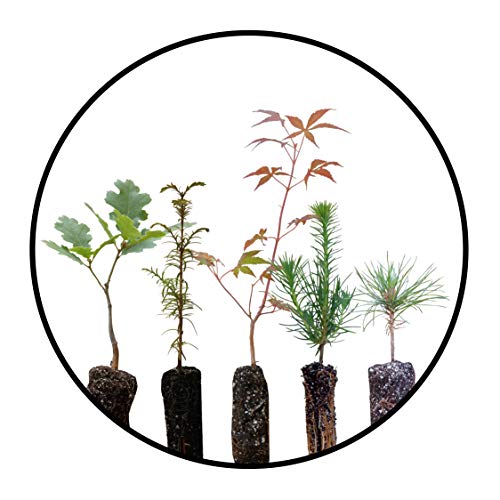 Bonsai Tree Bundle | Collection of 5 Live Tree Seedlings | The Jonsteen Company
