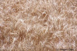 Megan Oteri Wheat Field